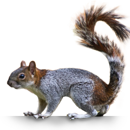 WUNDERLED_ABOUT_SQUIRREL